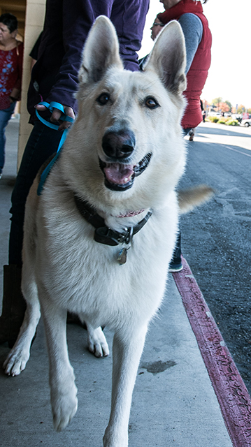 Cody (Aspen)